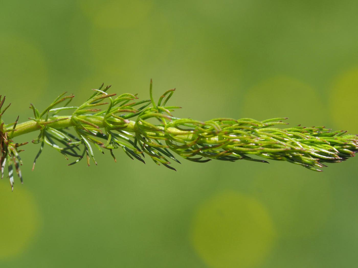 Caraway, Whorled plant